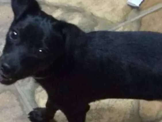 Cachorro ra a poodle com fox paulistinha idade 2 a 6 meses nome Peppa