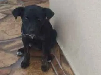 Cachorro ra a poodle com fox paulistinha idade 2 a 6 meses nome Peppa