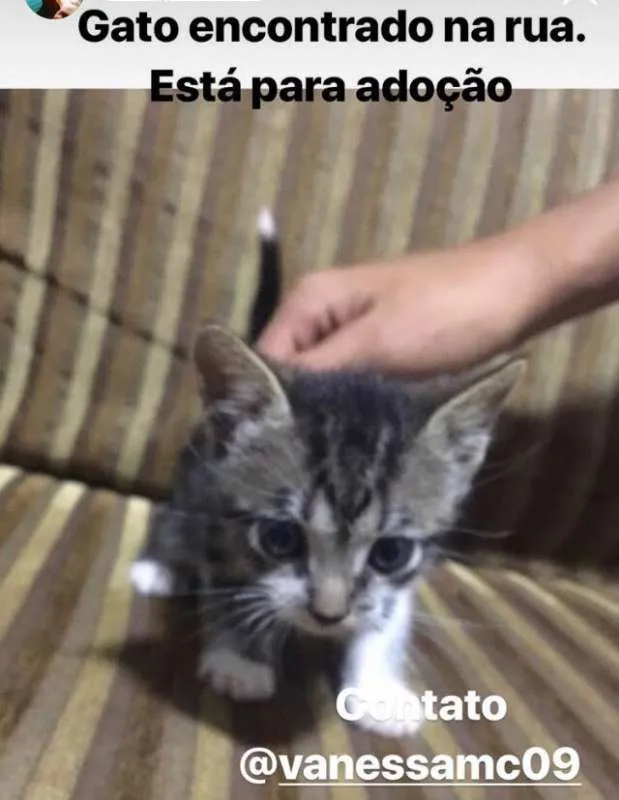 Gato ra a  idade Abaixo de 2 meses nome sem nome