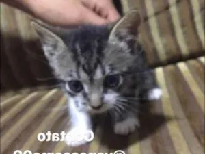 Gato raça  idade Abaixo de 2 meses nome sem nome