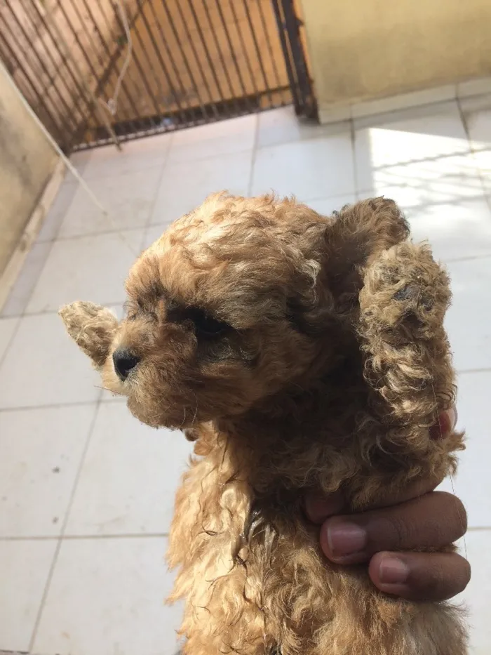 Cachorro ra a Vira lata idade Abaixo de 2 meses nome Sem nome