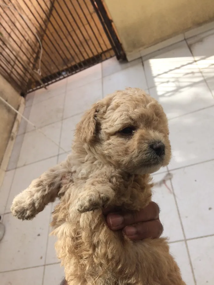 Cachorro ra a Vira lata idade Abaixo de 2 meses nome Sem nome