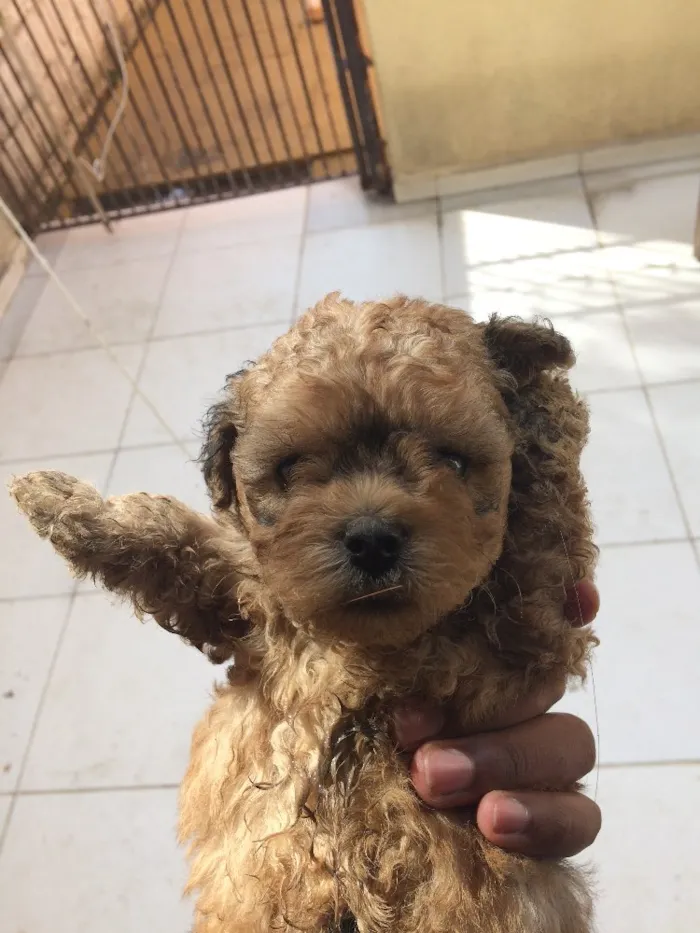 Cachorro ra a Vira lata idade Abaixo de 2 meses nome Sem nome