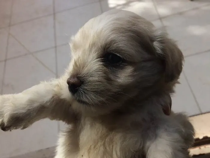 Cachorro ra a Vira lata idade Abaixo de 2 meses nome Sem nome