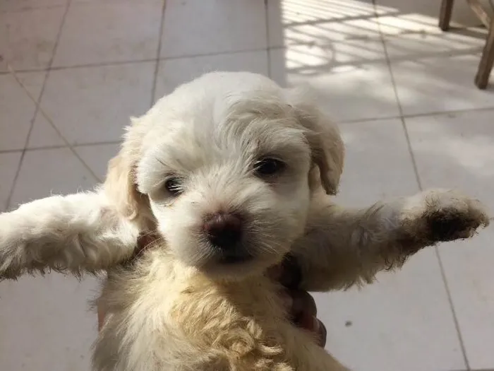 Cachorro ra a Vira lata idade Abaixo de 2 meses nome Sem nome