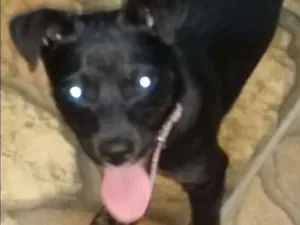 Cachorro raça poodle com fox paulistinha idade 2 a 6 meses nome Peppa