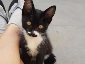 Gato raça Srd idade 2 a 6 meses nome Sem nome