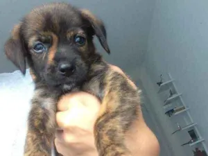 Cachorro raça vira lata idade Abaixo de 2 meses nome sem nomes ainda