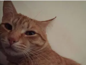 Gato raça SRD idade 1 ano nome Thomaz