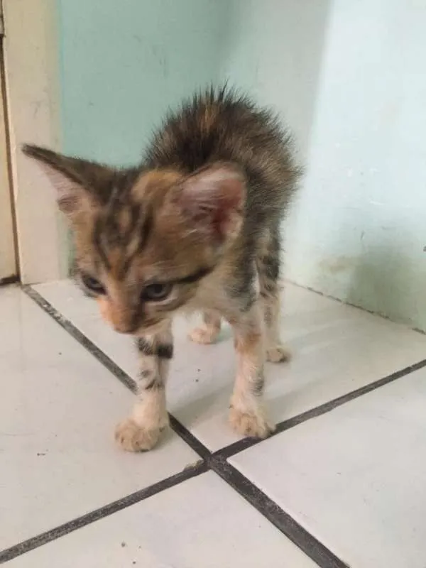 Gato raça  idade Abaixo de 2 meses nome sem nome