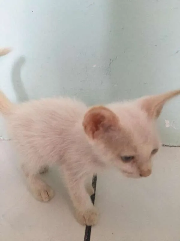 Gato raça  idade Abaixo de 2 meses nome sem nome