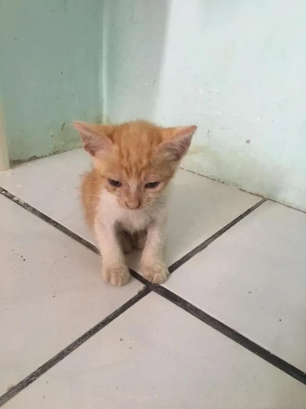 Gato raça  idade Abaixo de 2 meses nome sem nome