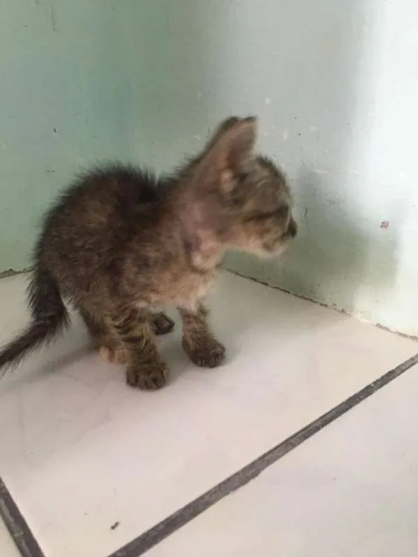 Gato raça  idade Abaixo de 2 meses nome sem nome