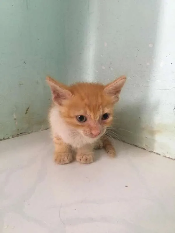 Gato raça  idade Abaixo de 2 meses nome sem nome
