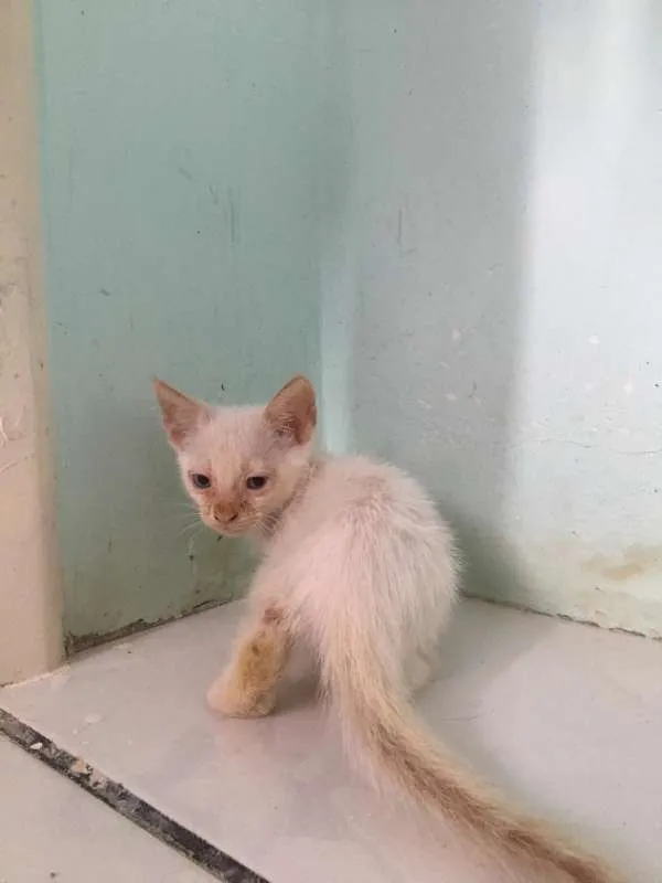 Gato raça  idade Abaixo de 2 meses nome sem nome
