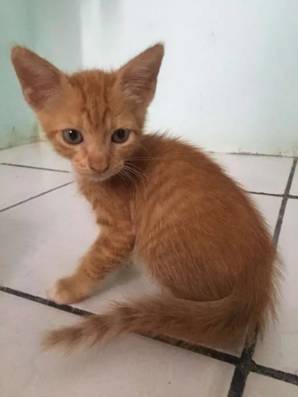 Gato raça  idade Abaixo de 2 meses nome sem nome