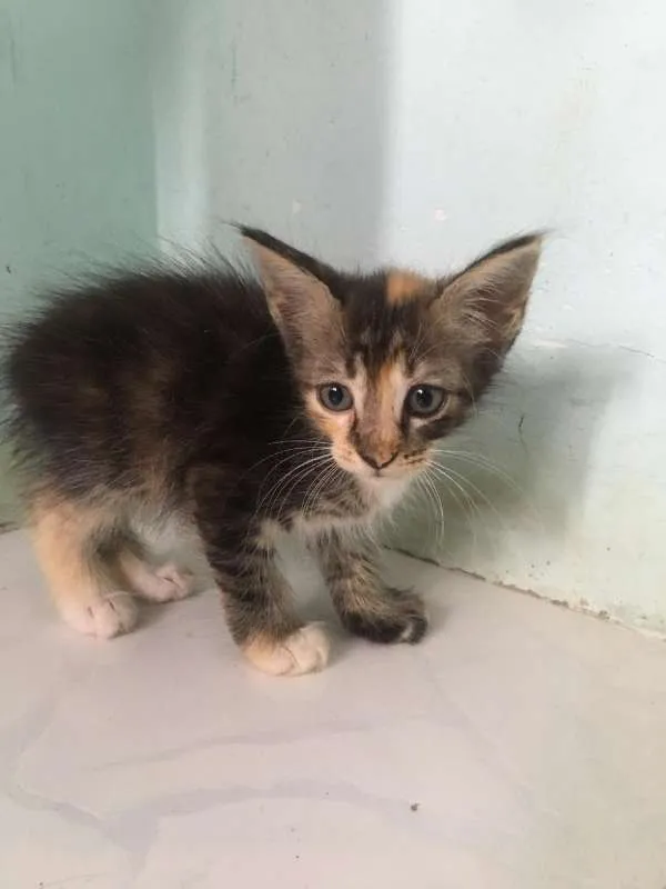 Gato raça  idade Abaixo de 2 meses nome sem nome