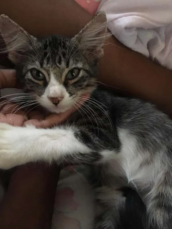 Gato raça  idade Abaixo de 2 meses nome sem nome