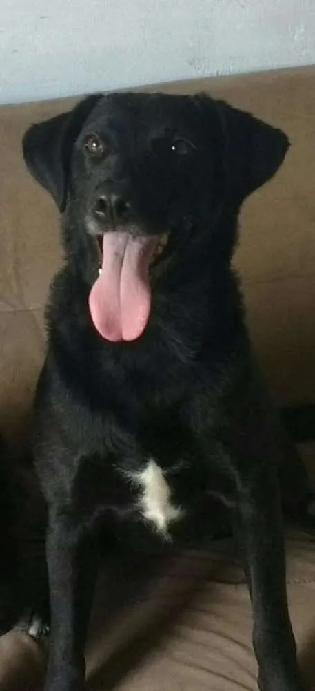 Cachorro ra a Labrador- Belga idade 2 anos nome Mendy