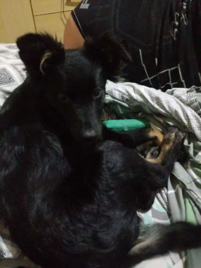 Cachorro ra a *** idade 7 a 11 meses nome Amora (pretinha)