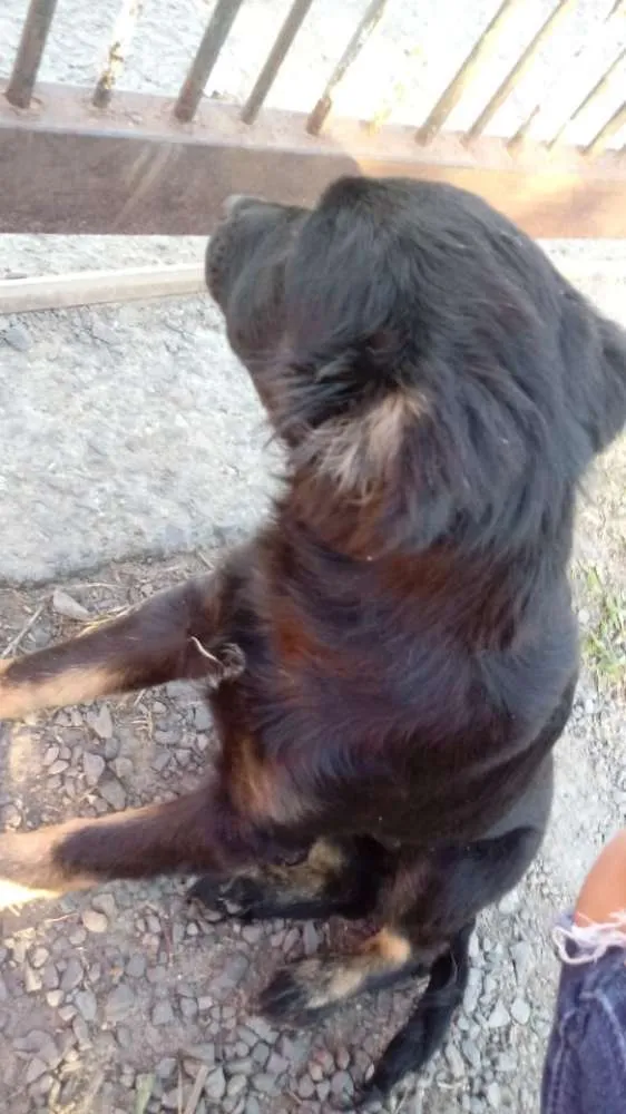 Cachorro ra a *** idade 7 a 11 meses nome Amora (pretinha)