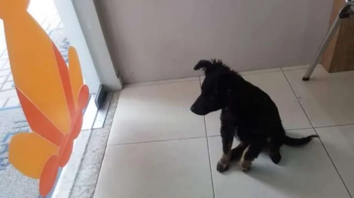 Cachorro ra a *** idade 7 a 11 meses nome Amora (pretinha)