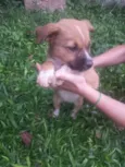 Dulce