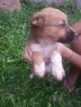 Dulce