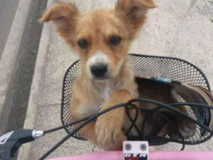 Cachorro raça Vira lata idade 2 a 6 meses nome Guga