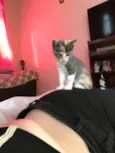 gata