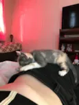 gata