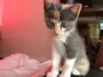 gata