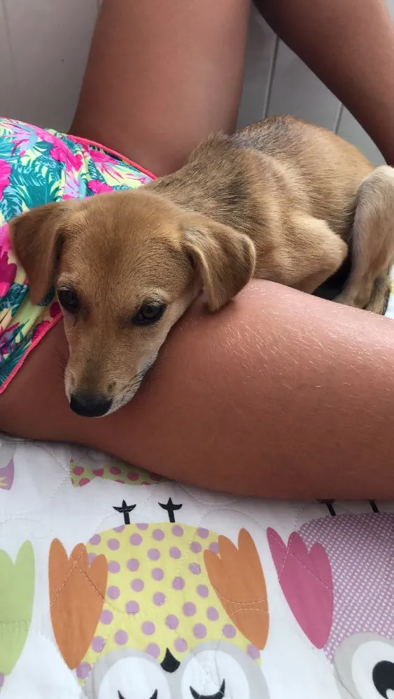 Cachorro ra a Sem raça  idade 2 a 6 meses nome Sem nome