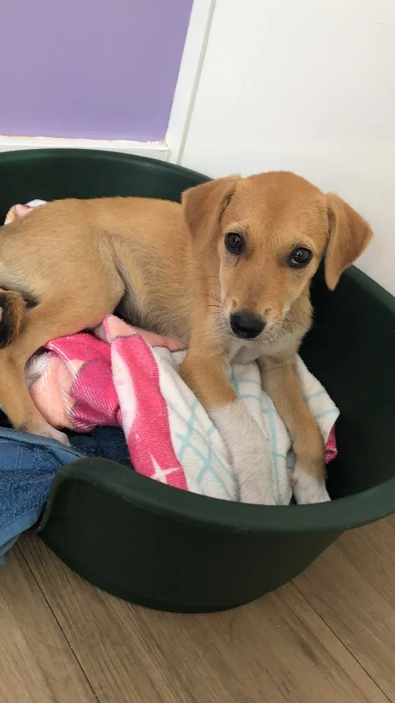 Cachorro ra a Sem raça  idade 2 a 6 meses nome Sem nome