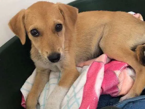 Cachorro ra a Sem raça  idade 2 a 6 meses nome Sem nome