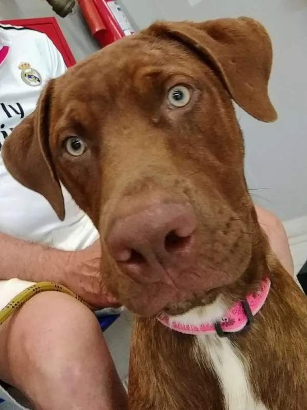 Cachorro ra a  idade 7 a 11 meses nome Toddy Filhote