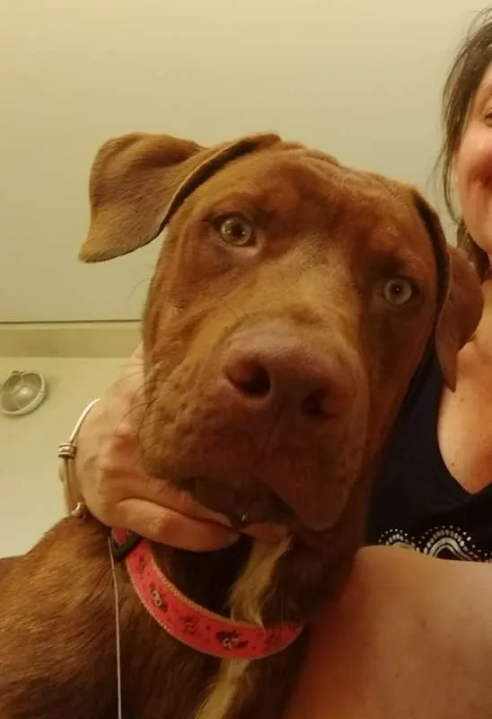 Cachorro ra a  idade 7 a 11 meses nome Toddy Filhote