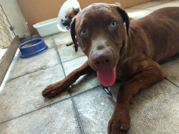 Cachorro ra a  idade 7 a 11 meses nome Toddy Filhote