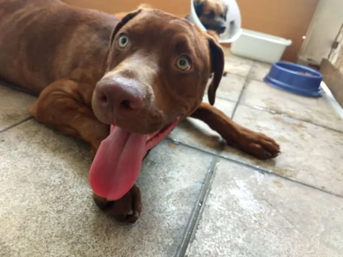 Cachorro ra a  idade 7 a 11 meses nome Toddy Filhote