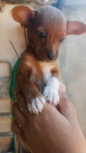 Cachorro raça Srd idade Abaixo de 2 meses nome Sem nome .