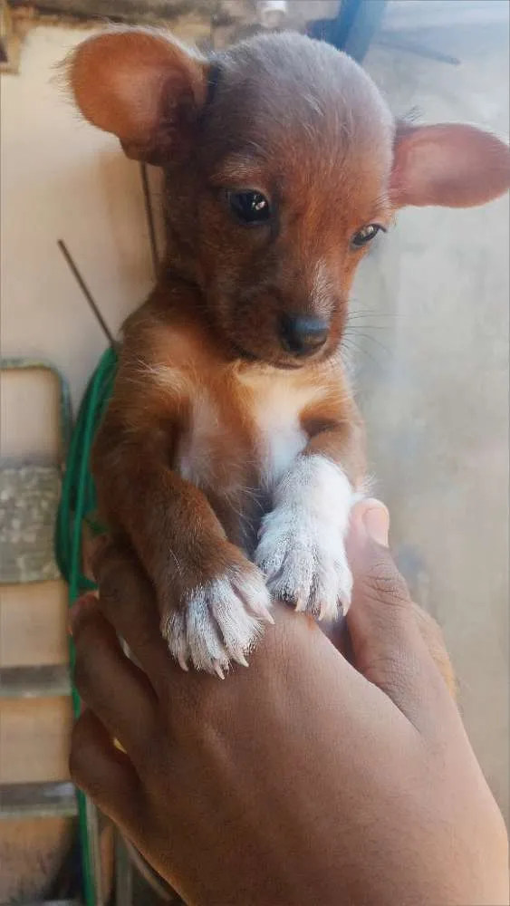 Cachorro ra a Srd idade Abaixo de 2 meses nome Sem nome .