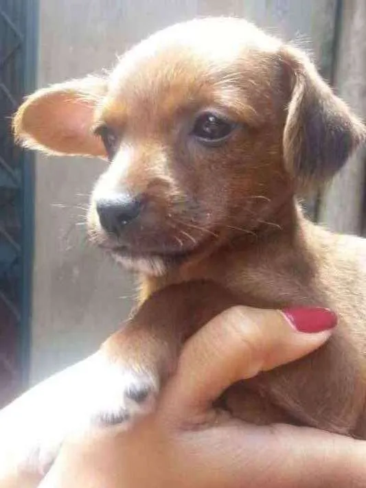 Cachorro ra a Srd idade Abaixo de 2 meses nome Sem nome .