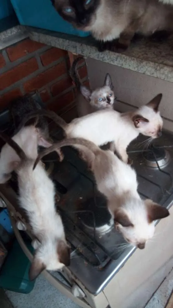 Gato ra a Siamês  idade 2 a 6 meses nome Gato