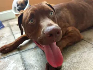 Cachorro raça  idade 7 a 11 meses nome Toddy Filhote