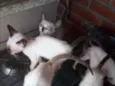 Gato