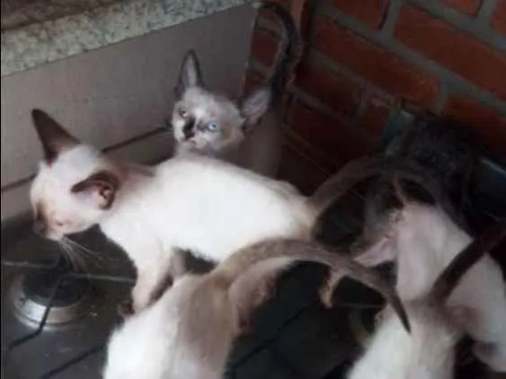 Gato ra a Siamês  idade 2 a 6 meses nome Gato