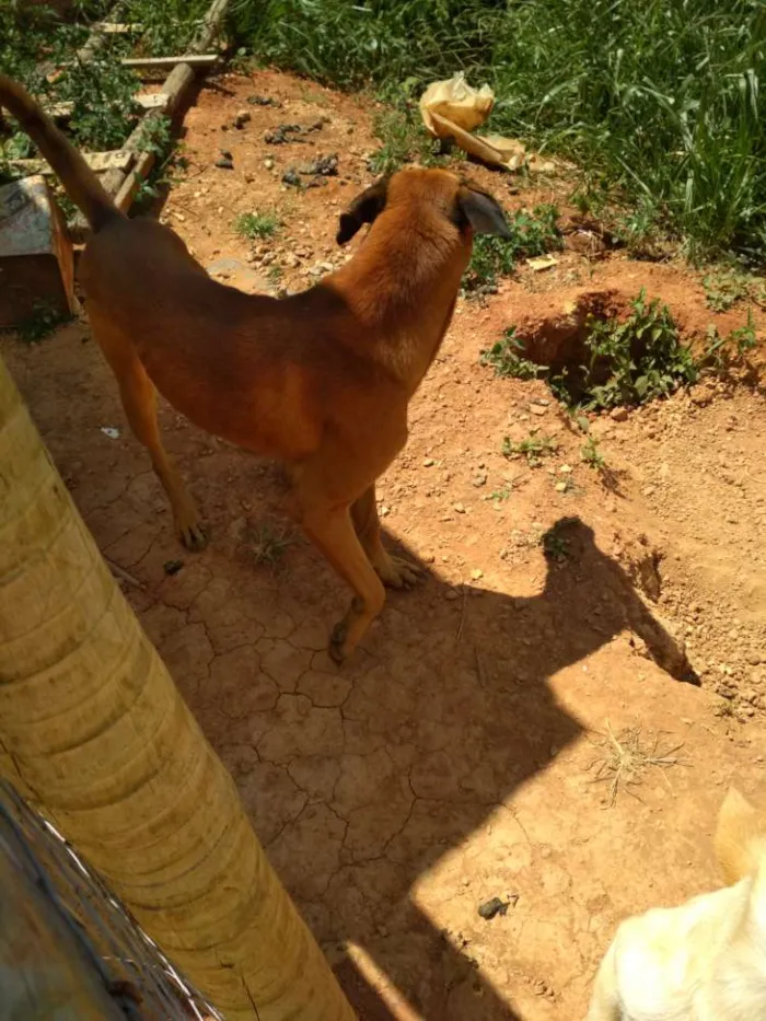 Cachorro raça Não definida idade 3 anos nome Chase