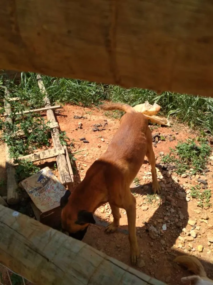 Cachorro raça Não definida idade 3 anos nome Chase