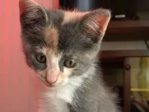 Gato raça  idade  nome gata 