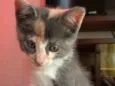 gata
